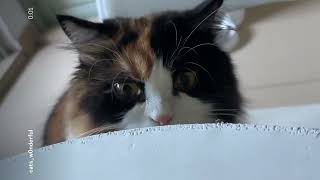 ET SI LES CHATS TRAVAILLAIENT 3