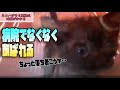 病院でシラミの駆除を相談【保護猫】こねこ、めちゃ鳴く暴れる、落ち着いて