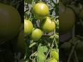 Ripening Tomatoes! #gardening #gardeningvideos #garden #tomato #shorts