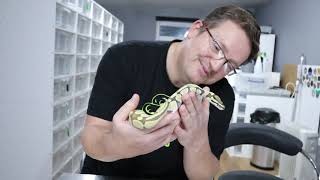 Famous New Forest Morphs Sharing Our best 2020 "Hold Backs" and "Pick Ups" with Predator BP Profile