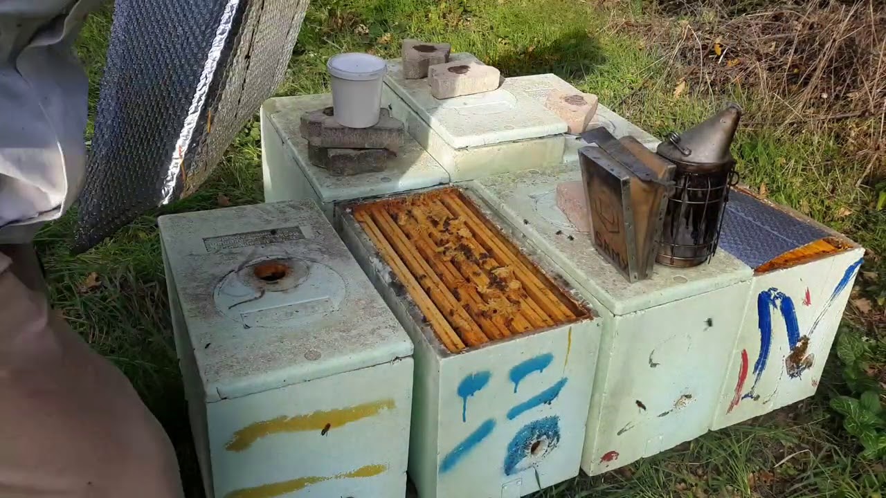 Invazie de molia ceri 🦋🐛🦋🐛🦋🐛