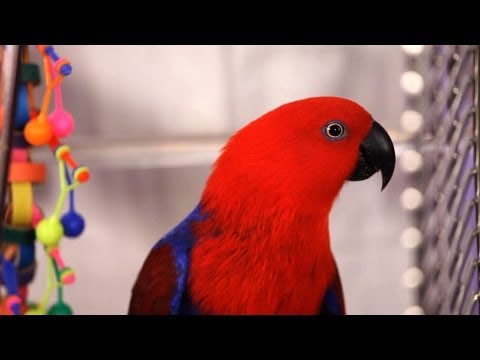 How to Groom a Bird | Pet Bird