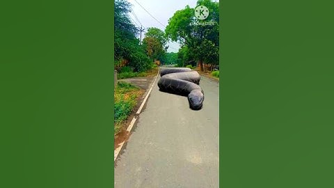 Big snake - इतना बड़ा सांप  #shorts #snake #samp #python #nagin #youtubeshorts #anaconda