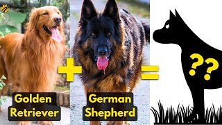 TOP 5 Golden Retriever Mix Breed You Don't Know | Pawsome Facts by Pawsome Facts 785 views 11 months ago 4 minutes, 24 seconds