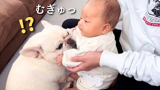 赤ちゃんには何をされても怒らない愛犬が可愛いすぎましたww