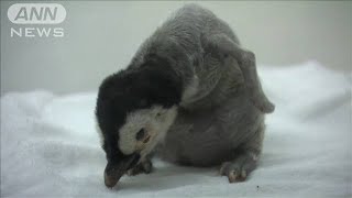 世界最大のペンギンの赤ちゃんを一般公開　和歌山(2020年10月9日)
