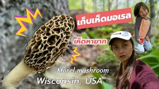 V167.เก็บเห็ดมอเรล เห็ดหายาก รัฐวิสคอนซิน อเมริกา กับฝรั่งน้อย/Morels hunting with my boy/แม่บี