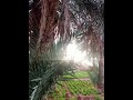 الحمدو تيميمون ڨوماري الحمدو تيميمون ڨوماري