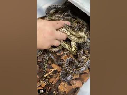 sanks video - YouTube