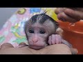 Newborn Baby Monkey Chico First Time Bathing beauty