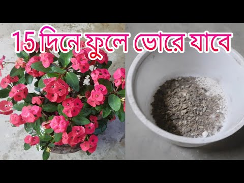 15 দিনে ফুলে ভোরে যাবে মিলি গাছে এই পরিচর্যা করলে