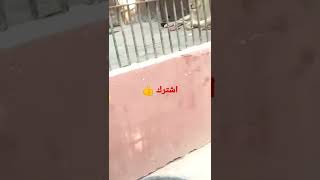 حديقه الحيوان أحلى فسحه ??