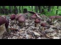 Forest Farming Stropharia Mushrooms