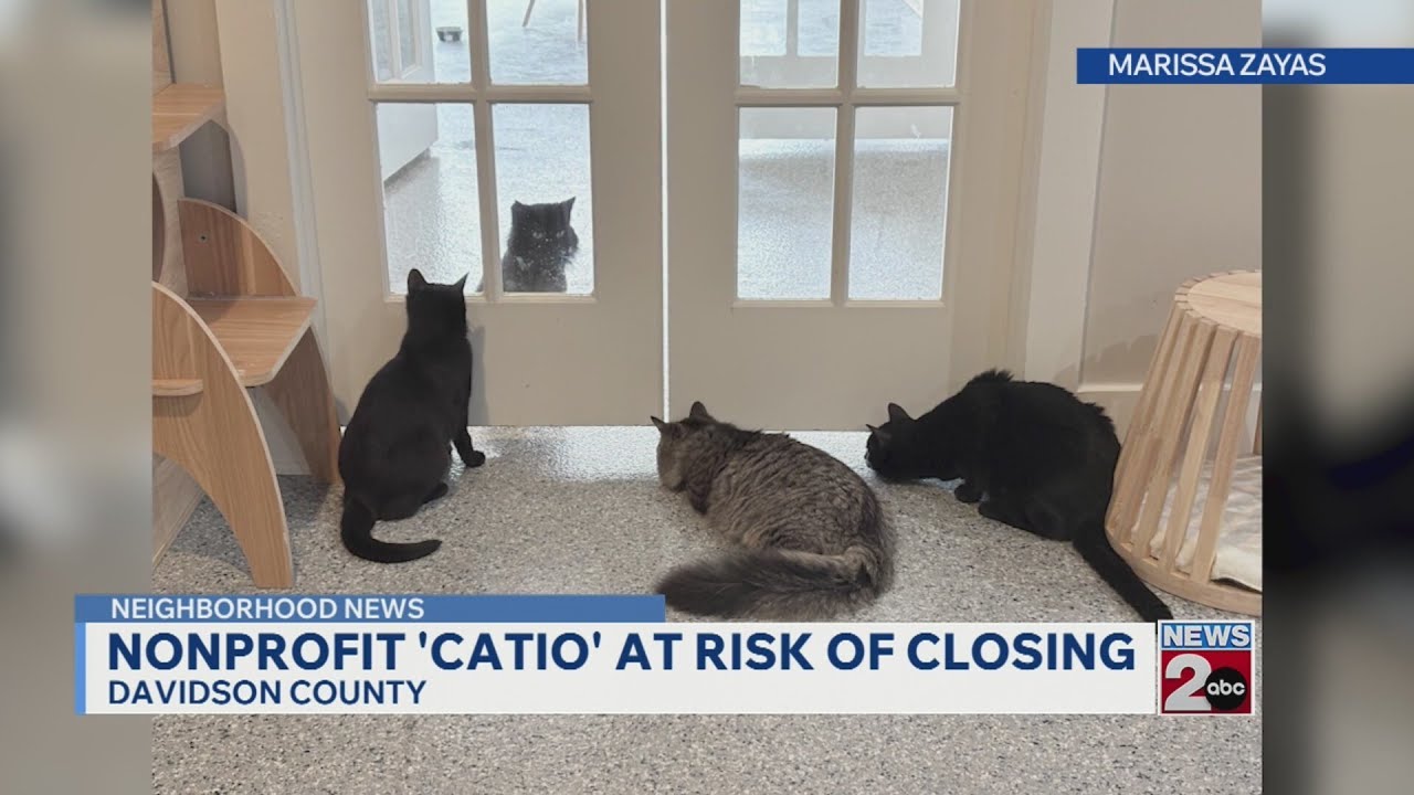 Catio Cat Lounge in danger of closing its doors - YouTube
