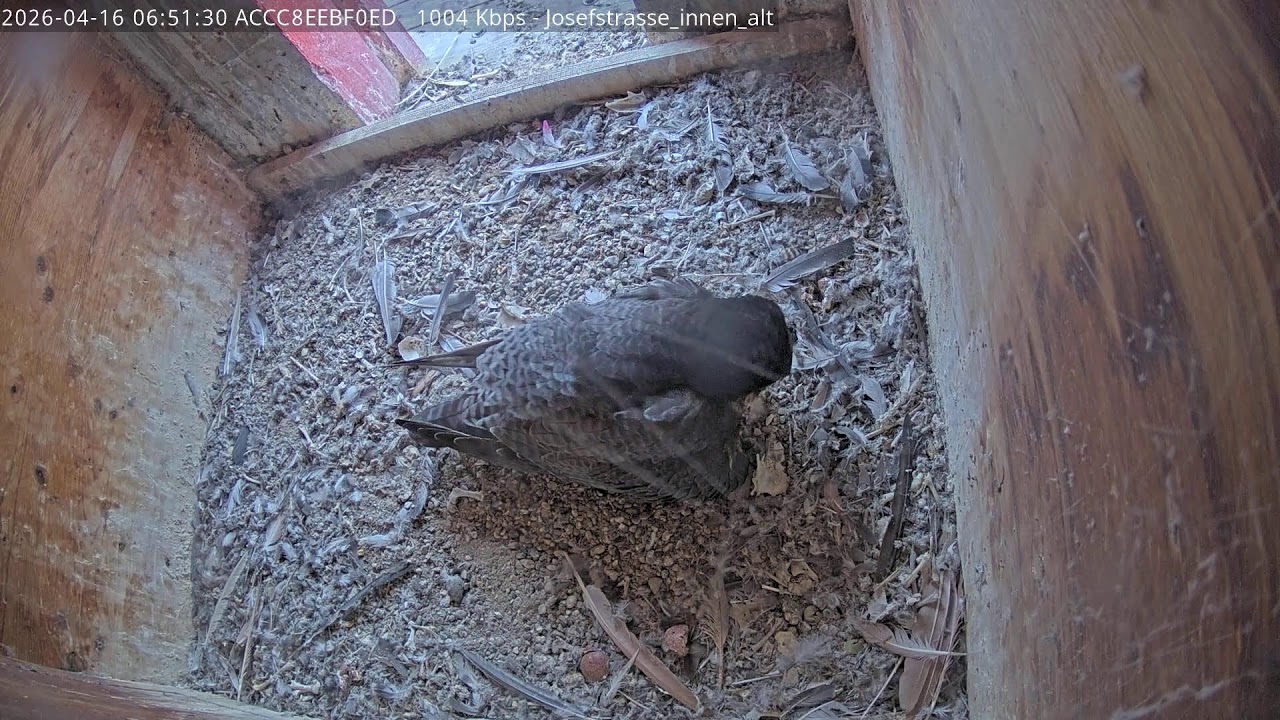 Falkenkamera Josefstrasse innen