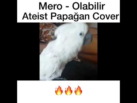 Mero Olabilir - Ateist Papağan Cover