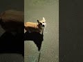 Dog walk fail🤣🤣#dog#dogvideos#funnydog#fyp