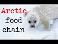 Arctic Food Web Dynamics and Ecosystem Balance