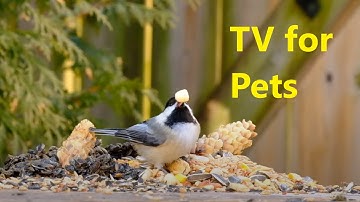 Birds, Squirrels and Chipmunks - 10 Hours - June 09, 2022