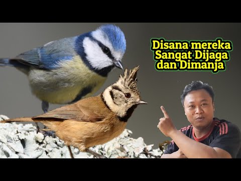 Beda nasib, gelatik eropa & gelatik indonesia.. sudah cantik juga dijaga dengan baik