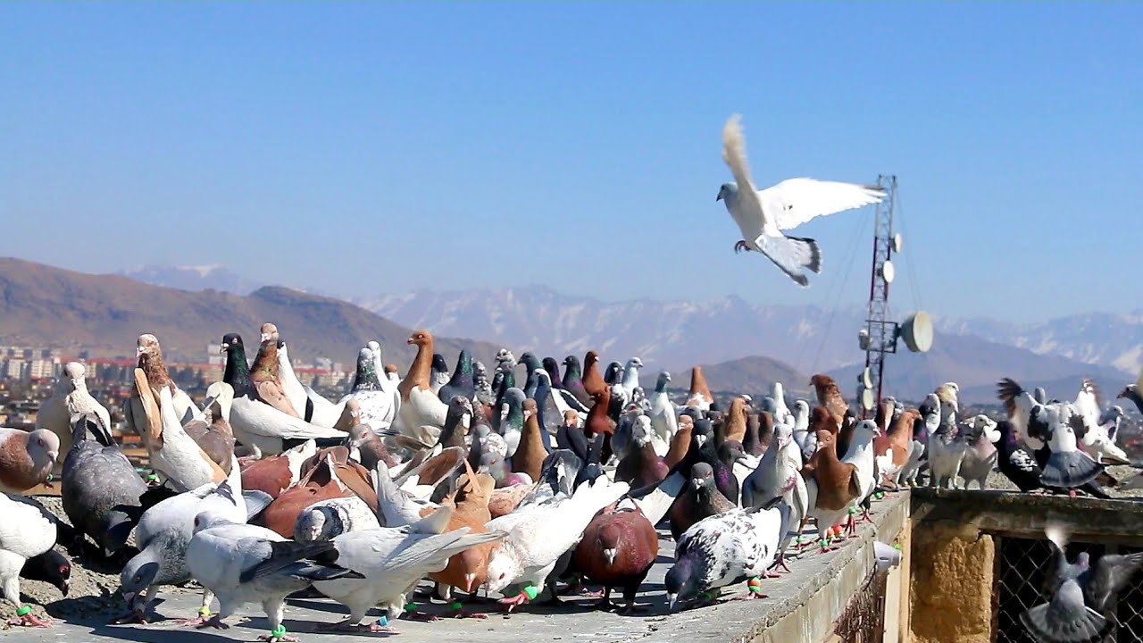 کفتر بازی با مهدی جان در منطقه قلعه فتح‌الله | large Dove release | Biggest pigeon farm