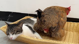 The hen lays eggs while the cat is asleep.The cat was disappointed not to see the process!Funny cute by 土豆の日記Cat's diary 34,808 views 2 weeks ago 4 minutes, 23 seconds