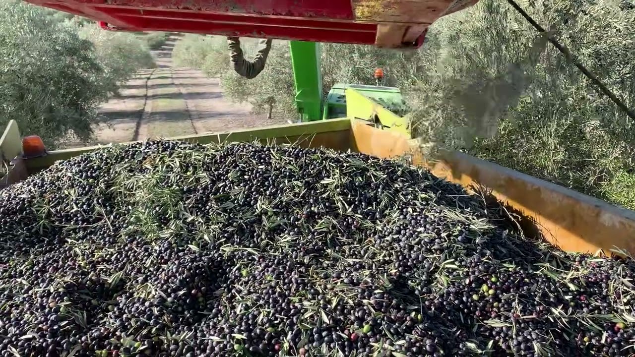 Olivar de Plata recolección 2022