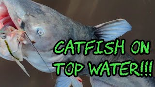 Catching Catfish On Top Water With Demon Dragons!