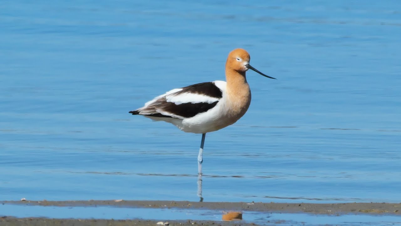 Observations of Nature 2025