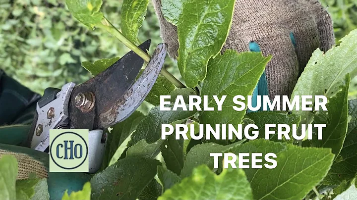 Early Summer Pruning Fruit Trees