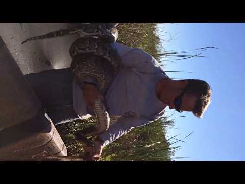 Burmese Python Caught in the Florida Everglades!