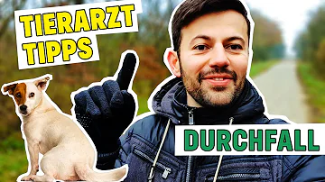 Was stopft Durchfall beim Hund?