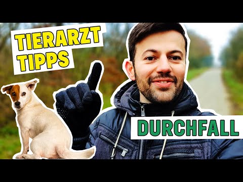 Video: Wie behandelt man Anämie bei Hunden