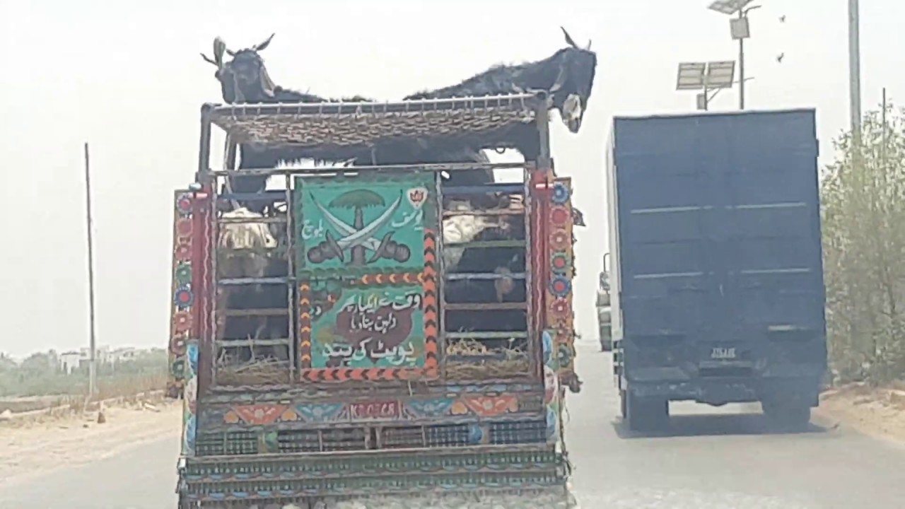 Please Dont Hurt Animals |Documentary - YouTube