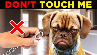 5 SIGNS YOUR DOG HATES YOU 🐶⚠️