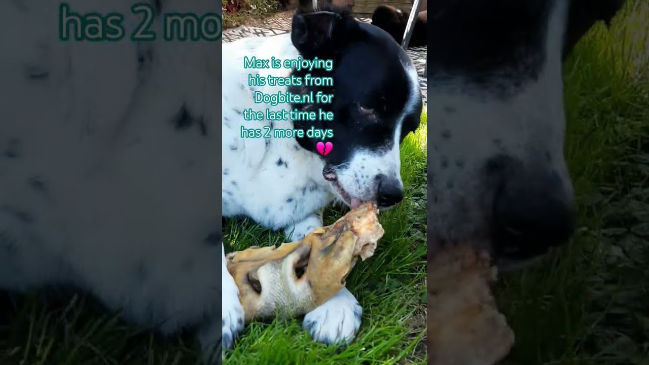 I M Dying You Can T Stop Us All Faild Tremendously Just Recognize Change Your Adoptionways Max