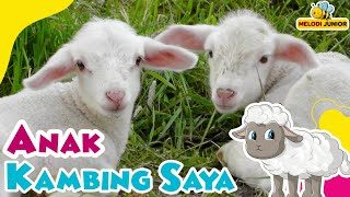 Children's Songs - My Goat Kids (Caca Marica) - Popular Children's Songs