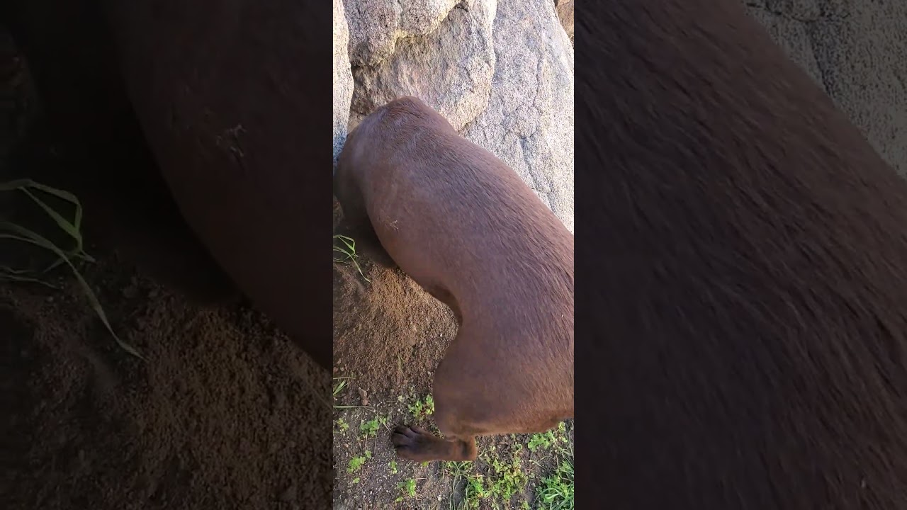 大福ともちこ,Dafu and Mochiko, Mochiko 和大福