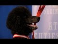 Rosie the stunning standard poodle did an amazing audition for talent hounds