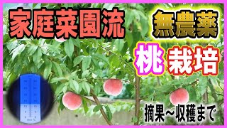 【家庭菜園流】 桃栽培 無農薬でも簡単に桃は出来る！摘果～収穫まで