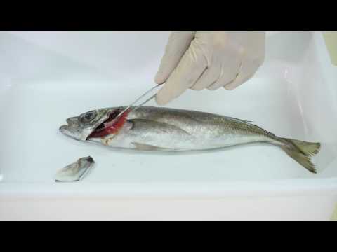 Vídeo: Infecções Parasitárias De Brânquias Em Peixes