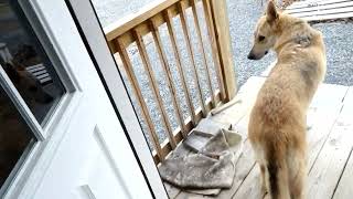 A Very Busy First Day Back At The Homestead.