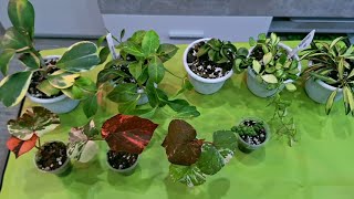 видео: КОМНАТНЫЕ РАСТЕНИЯ(ЦВЕТЫ).ЦВЕТОЧНЫЕ ДЕЛА.ХОЙИ И ГИБИСКУСЫ. картинка: КОМНАТНЫЕ РАСТЕНИЯ(ЦВЕТЫ).ЦВЕТОЧНЫЕ ДЕЛА.ХОЙИ И ГИБИСКУСЫ.