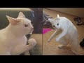 Try not to laugh  new funny cats   meowfunny part 11