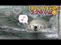 【ホッキョクグマ】楽しそうに遊ぶフブキくん😉