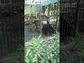Bear walking in Zoo #bear #polarbear #zoo #viral #viralshort #blackbear #nagpurzoo