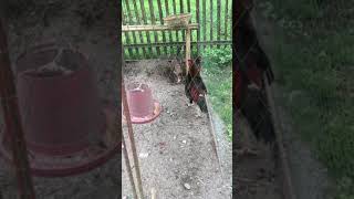 Shamo Chicken Material Shamo Breeding Time Pure Tanaka, Pure Belgian, Dumpoxtanaka X Japanese Shamo.