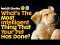 What's The Most Intelligent Thing That Your Pet Has Done? (Reddit Stories)