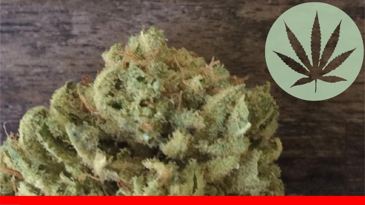 Purple Panty Dropper All About This Strain YouTube