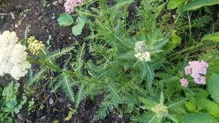 Pink Yarrow